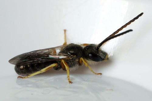 Seladonia tumulorum